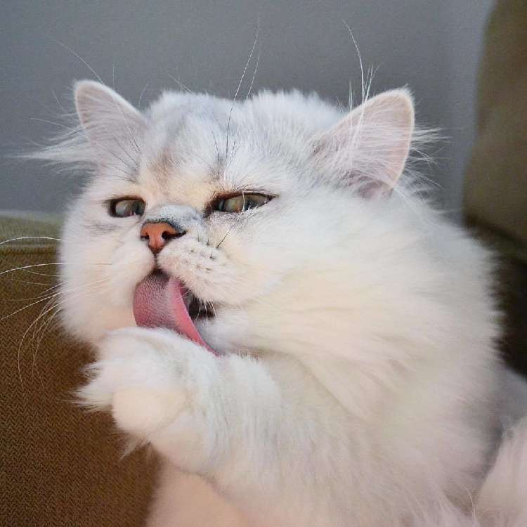 動物,犬,猫,しつけ,飼い方,育て方,病気,健康
