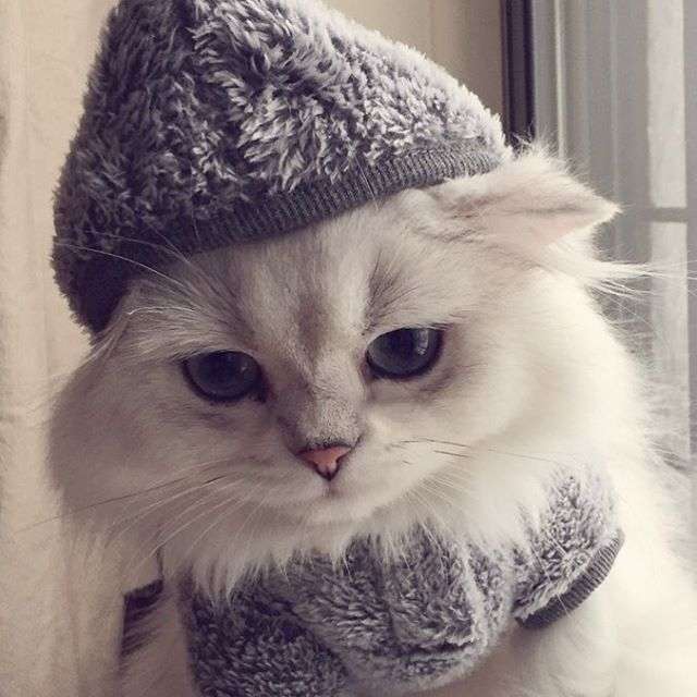 動物,犬,猫,しつけ,飼い方,育て方,病気,健康