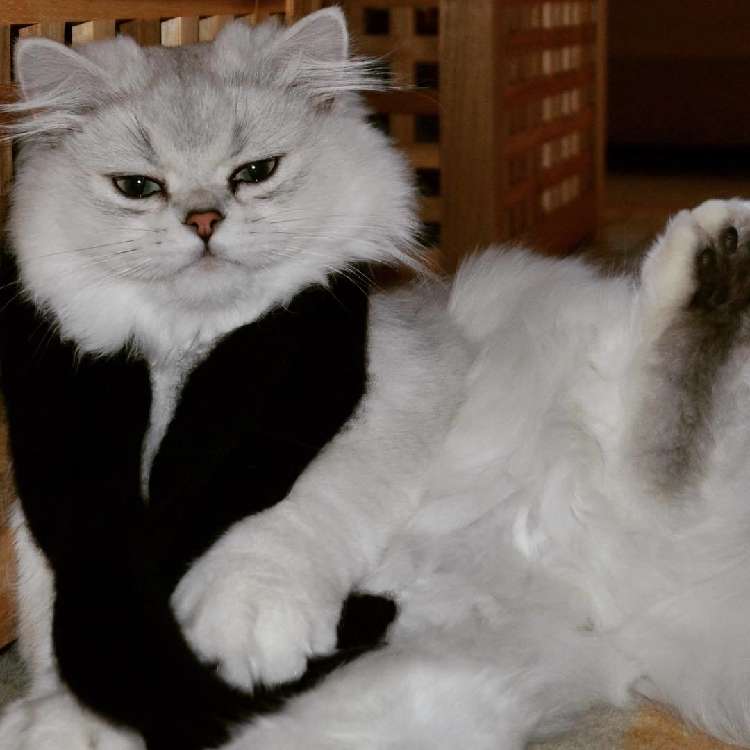 動物,犬,猫,しつけ,飼い方,育て方,病気,健康