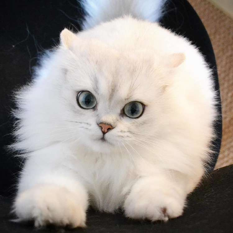 動物,犬,猫,しつけ,飼い方,育て方,病気,健康