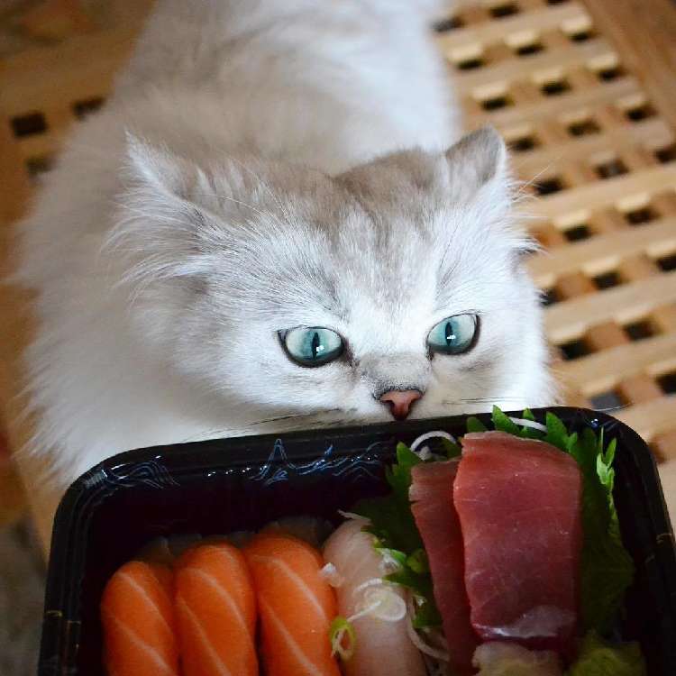 動物,犬,猫,しつけ,飼い方,育て方,病気,健康