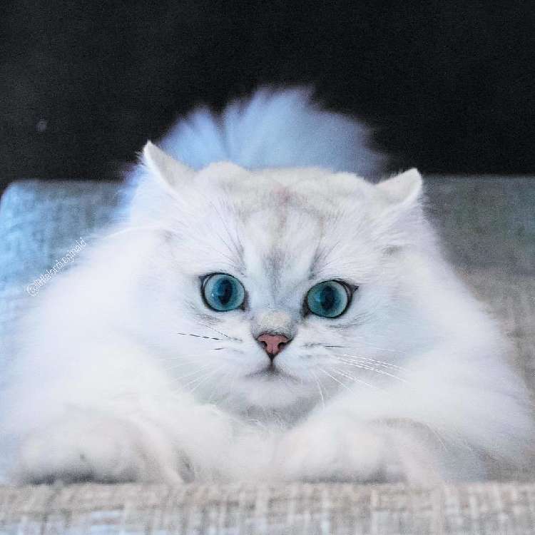 動物,犬,猫,しつけ,飼い方,育て方,病気,健康