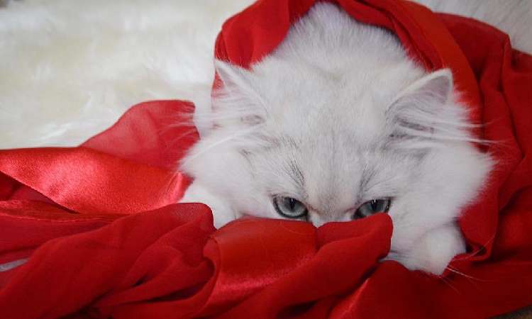 動物,犬,猫,しつけ,飼い方,育て方,病気,健康