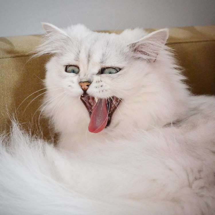 動物,犬,猫,しつけ,飼い方,育て方,病気,健康