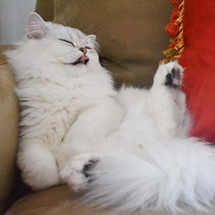 動物,犬,猫,しつけ,飼い方,育て方,病気,健康