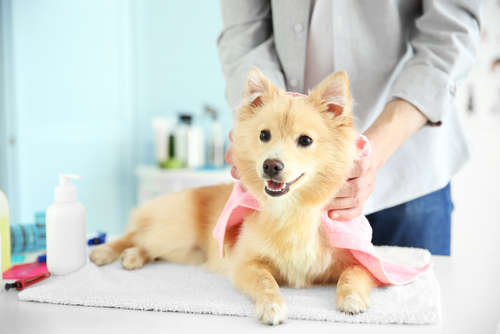 動物,犬,猫,しつけ,飼い方,育て方,病気,健康