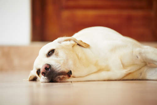 動物,犬,猫,しつけ,飼い方,育て方,病気,健康