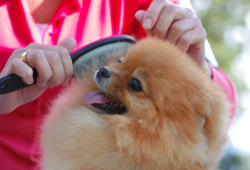 動物,犬,猫,しつけ,飼い方,育て方,病気,健康