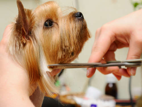 動物,犬,猫,しつけ,飼い方,育て方,病気,健康