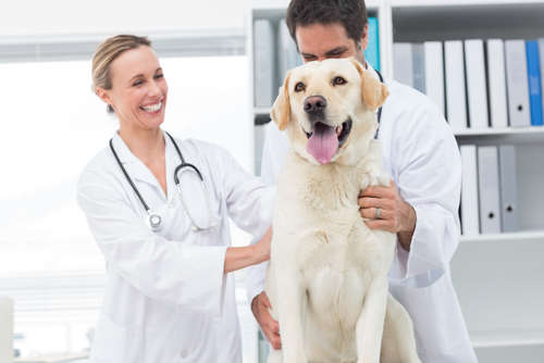 動物,犬,猫,しつけ,飼い方,育て方,病気,健康