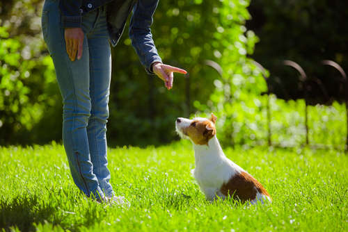 動物,犬,猫,しつけ,飼い方,育て方,病気,健康