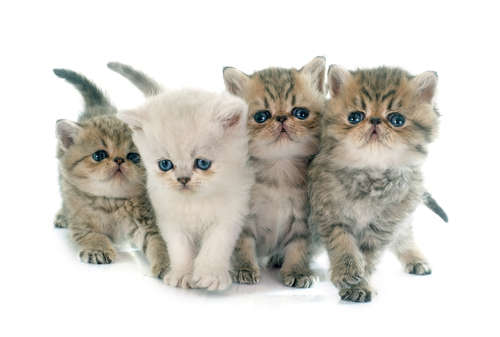 動物,犬,猫,しつけ,飼い方,育て方,病気,健康