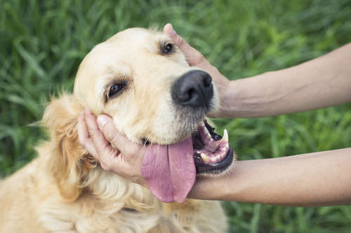 動物,犬,猫,しつけ,飼い方,育て方,病気,健康