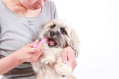 動物,犬,猫,しつけ,飼い方,育て方,病気,健康