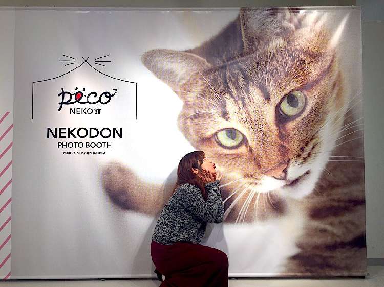 動物,犬,猫,しつけ,飼い方,育て方,病気,健康