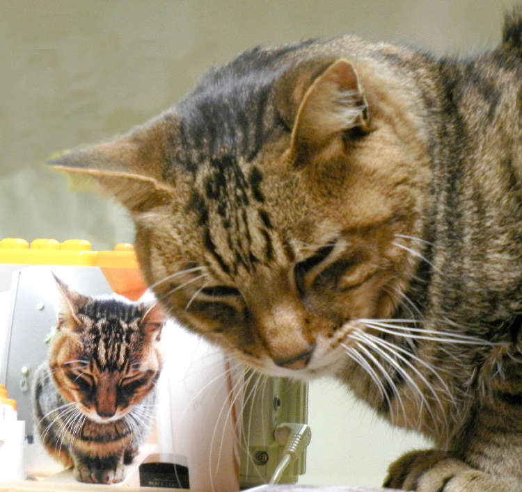 ねこ作家・ゴーあやさんのねこ「ゴーヤ」ちゃん