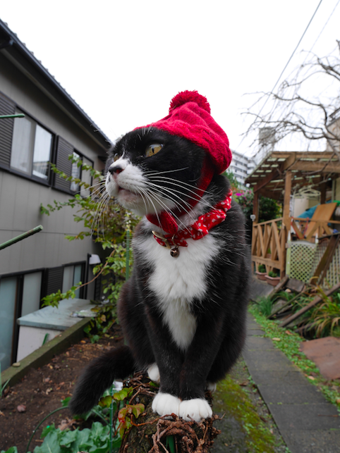 ねこ作家・高原鉄男さんのねこ「ソックス」ちゃん