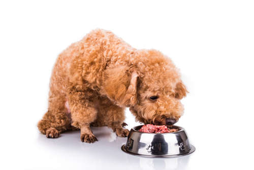 動物,犬,猫,しつけ,飼い方,育て方,病気,健康
