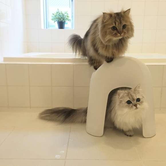動物,犬,猫,しつけ,飼い方,育て方,病気,健康
