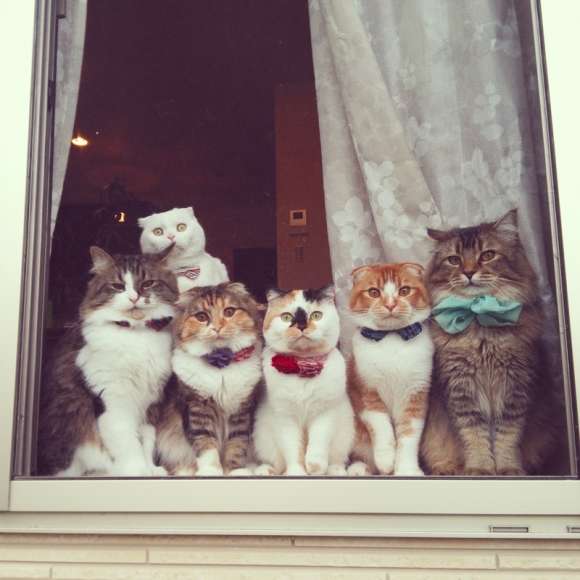 動物,犬,猫,しつけ,飼い方,育て方,病気,健康
