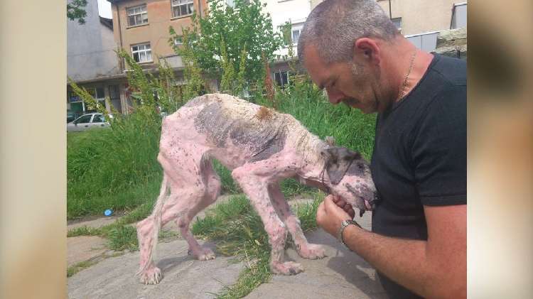 動物,犬,猫,しつけ,飼い方,育て方,病気,健康