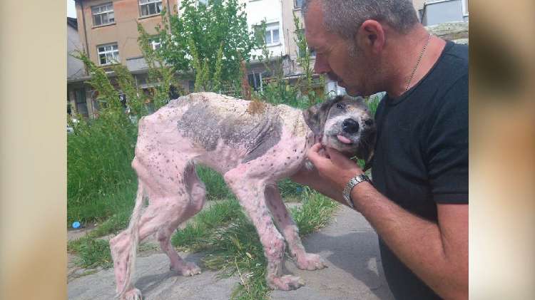 動物,犬,猫,しつけ,飼い方,育て方,病気,健康