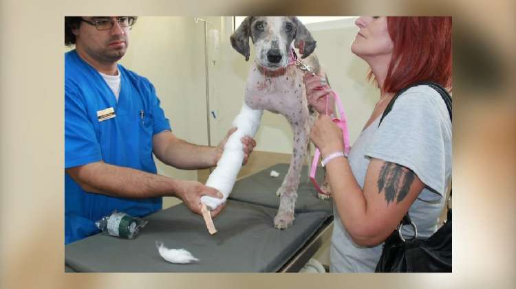 動物,犬,猫,しつけ,飼い方,育て方,病気,健康
