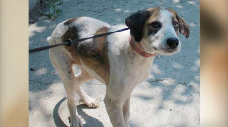 動物,犬,猫,しつけ,飼い方,育て方,病気,健康