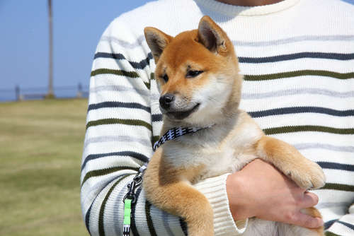 柴犬を飼いたいけど、一人暮らしの場合はどうするべき?