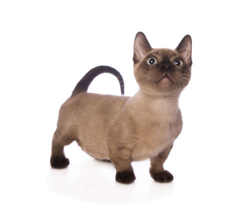 短足が可愛いマンチカン! どんな飼い方をすればいいの?