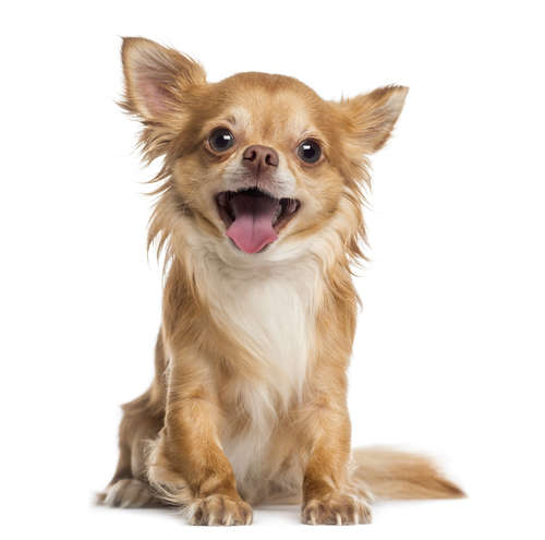 【チワワ】どのくらいの年齢から老犬? どんな世話が必要?