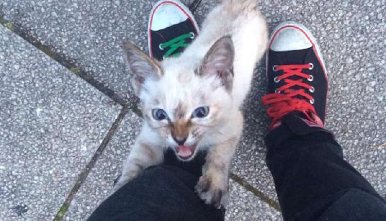 捨て猫を連れて帰ったら...1時間後、猫ちゃんに "驚きの変化" が…!(画像4枚)