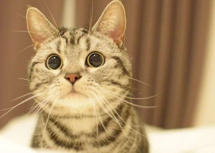 【ネコ缶じゃないよ】"ツナ缶"をエサだと思った猫。期待にあふれる視線が、かわいい…♡ (2枚)