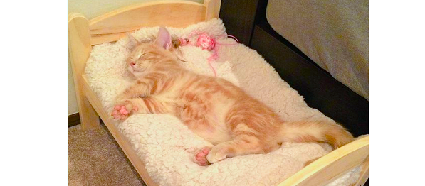 子猫にIKEAの人形用ベッドを買ってあげた結果… → その使いこなしようが、期待以上すぎた!(2枚)