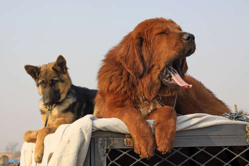 「オーラベット®」とのコラボ企画♪ 愛犬の可愛らしいあくび写真をとってWEB CMに出演しちゃおう♡
