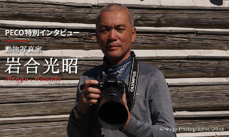 大切なのは“光”と“まるみ”ーー。岩合光昭さんに伺った、猫を上手に撮影する秘訣とは【後編】