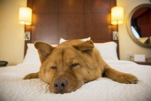 夢の国への旅を愛犬と一緒に♡ あのシェラトンに愛犬と宿泊可能なフロアが誕生