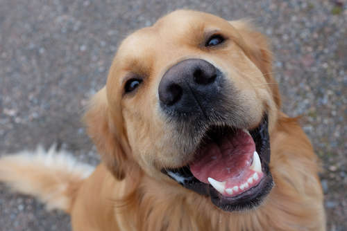 動物,犬,猫,しつけ,飼い方,育て方,病気,健康