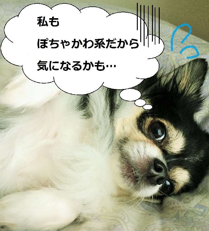 動物,犬,猫,しつけ,飼い方,育て方,病気,健康