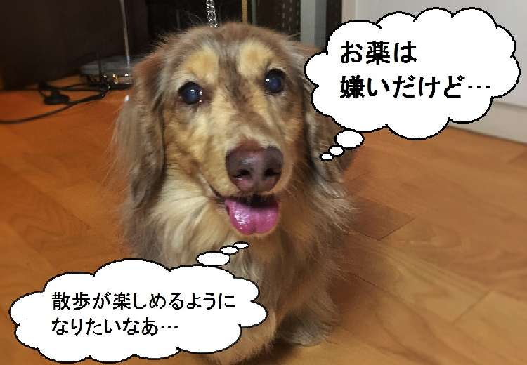 動物,犬,猫,しつけ,飼い方,育て方,病気,健康