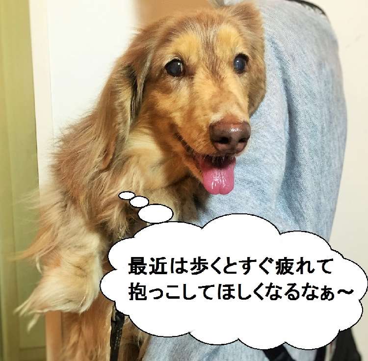 動物,犬,猫,しつけ,飼い方,育て方,病気,健康