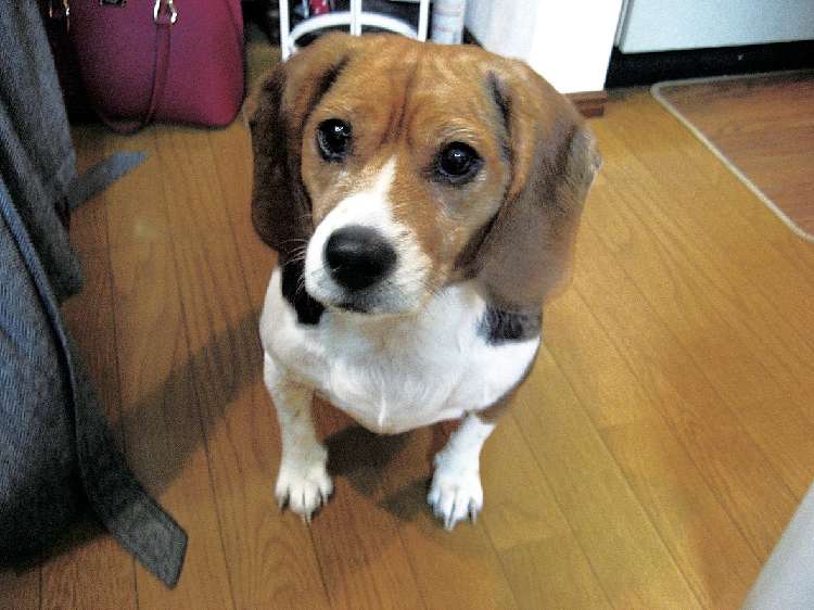 チェルシーちゃん(7歳)