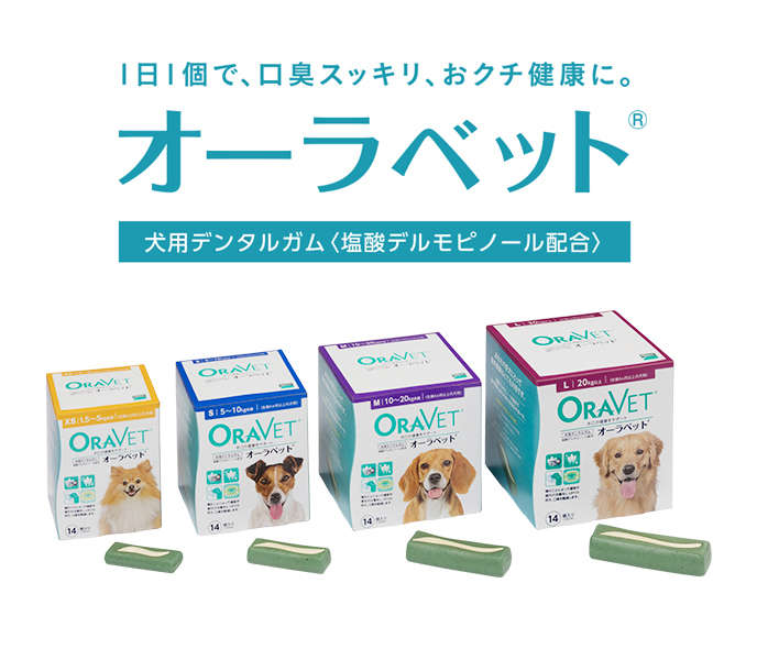 動物,犬,猫,しつけ,飼い方,育て方,病気,健康