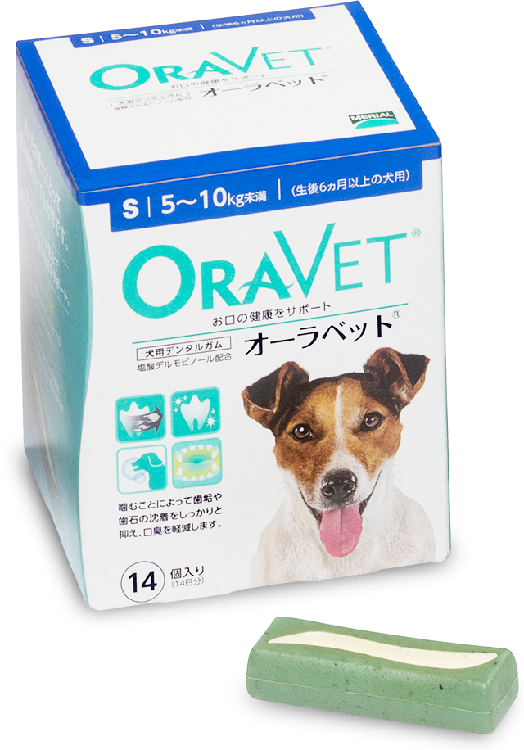 動物,犬,猫,しつけ,飼い方,育て方,病気,健康
