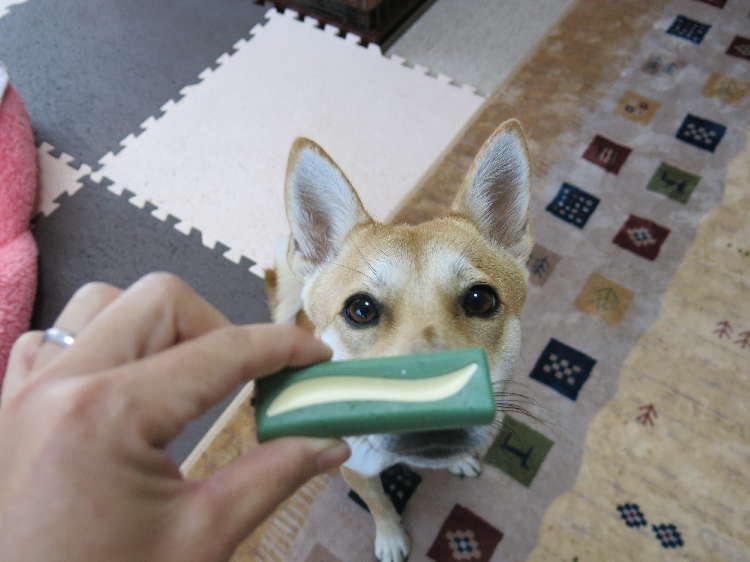 動物,犬,猫,しつけ,飼い方,育て方,病気,健康