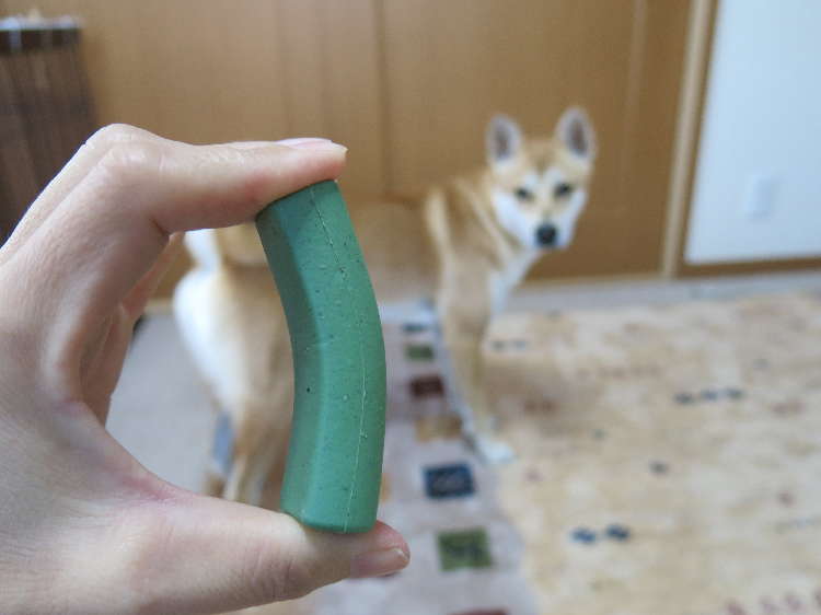 動物,犬,猫,しつけ,飼い方,育て方,病気,健康