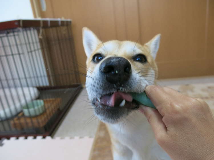 動物,犬,猫,しつけ,飼い方,育て方,病気,健康