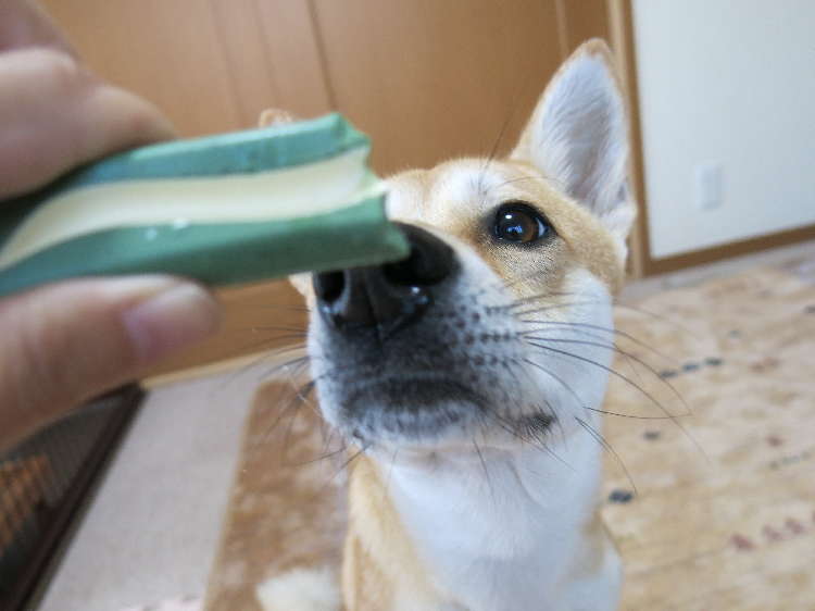 動物,犬,猫,しつけ,飼い方,育て方,病気,健康