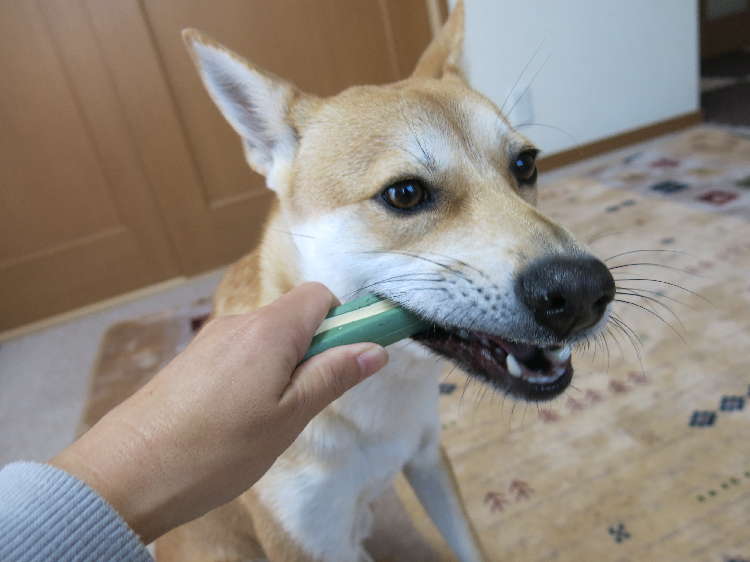 動物,犬,猫,しつけ,飼い方,育て方,病気,健康