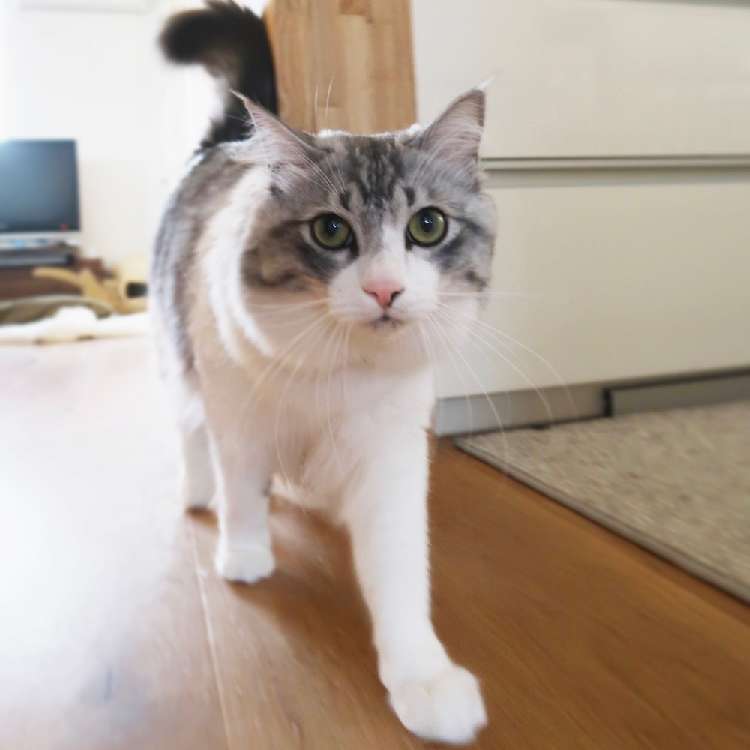 動物,犬,猫,しつけ,飼い方,育て方,病気,健康